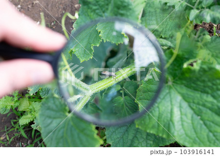 胡瓜の茎に付いたカメムシを虫眼鏡で拡大 103916141