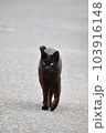猫、優雅に登場！ 103916148