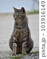 猫座る 103916149