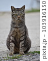 猫座る 103916150