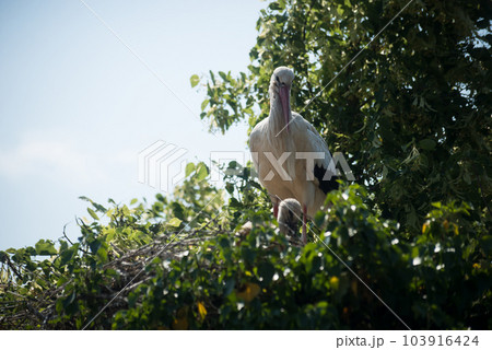 Portrait of female stork in the nest 103916424