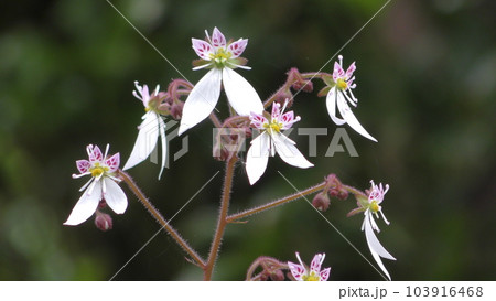 ユキノシタの花 103916468