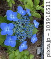 アジサイ 103916511