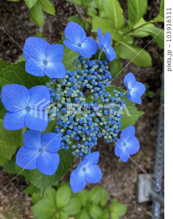 アジサイ 103916511
