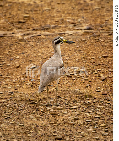 Burhinus indicus or Indian stone curlew or Indian thick knee portrait at ranthambore national park or tiger reserve sawai madhopur rajasthan india asia 103916916