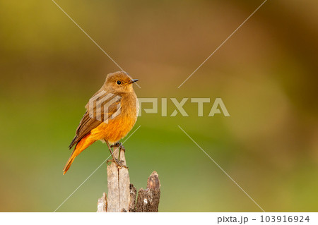 Black redstart or Phoenicurus ochruros beautiful bird closeup or portrait with natural green background at keoladeo national park or bharatpur bird sanctuary rajasthan india asia Black redstart or Phoenicurus ochruros beautiful bird closeup or portrait with natural green background at keoladeo national park or bharatpur bird sanctuary rajasthan india asia 103916924