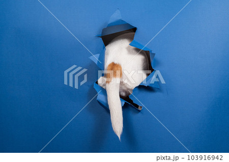 The tail of a Jack Russell Terrier dog sticks out of torn paper on a blue background.  103916942