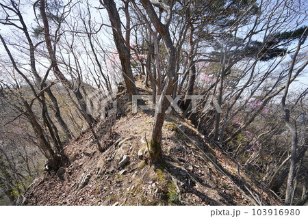 桐生市　塩宮神社から尾根伝いに前仙人岳に登る登山道　途中のピークに咲くアカヤシオ　2023年4月4日 103916980