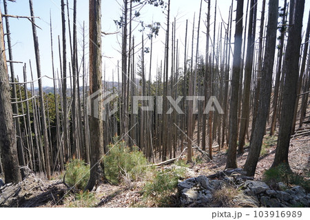 桐生市 塩宮神社から尾根伝いに前仙人岳に登る登山道 山頂近くの山火事の跡 2023年4月4日 桐生市 塩宮神社から尾根伝いに前仙人岳に登る登山道 山頂近くの山火事の跡 2023年4月4日 103916989