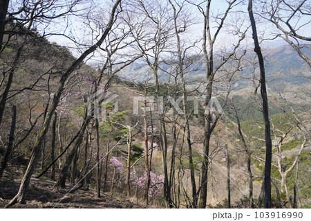 塩宮神社から尾根伝いに前仙人岳に登る登山道 山頂近くから見える梅田町方面 2023年4月4日 塩宮神社から尾根伝いに前仙人岳に登る登山道 山頂近くから見える梅田町方面 2023年4月4日 103916990
