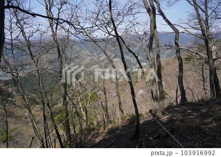 塩宮神社から尾根伝いに前仙人岳に登る登山道　山頂近くから見える梅田町方面　2023年4月4日 103916992