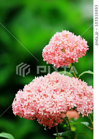 白い紫陽花の花 103916993