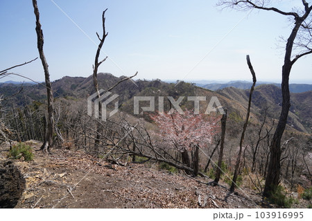 塩宮神社から尾根伝いに前仙人岳に登る登山道 山頂近くから見える仙人ケ岳 2023年4月4日 塩宮神社から尾根伝いに前仙人岳に登る登山道 山頂近くから見える仙人ケ岳 2023年4月4日 103916995