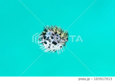 ハリセンボンの幼魚 103917013