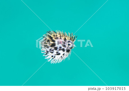 ハリセンボンの幼魚 103917015