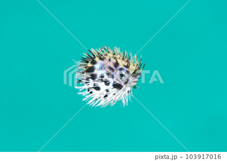 ハリセンボンの幼魚 103917016