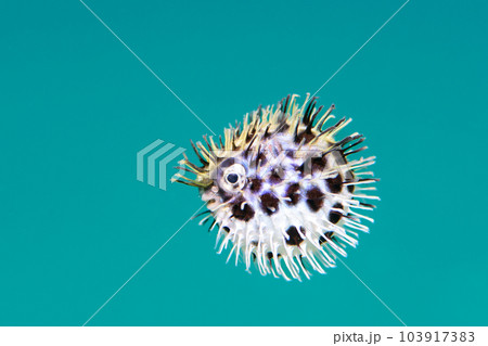 ハリセンボンの幼魚 103917383