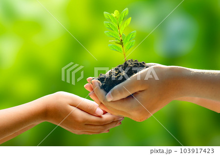 environment Earth Day In the hands of trees growing seedlings. Bokeh green Background Female hand holding tree on nature field grass Forest conservation concept 103917423