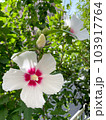 街中に咲く木槿の花 103917764