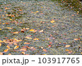 落ち葉と川の水面 103917765