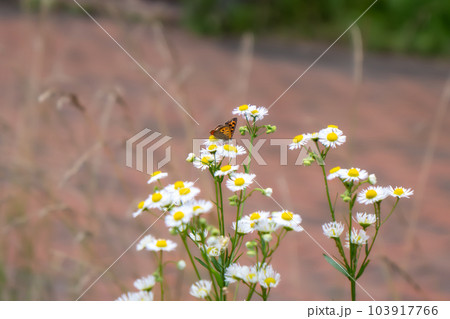 ハルジオンにとまるシジミチョウ 103917766