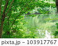 初夏の緑が映える池 103917767