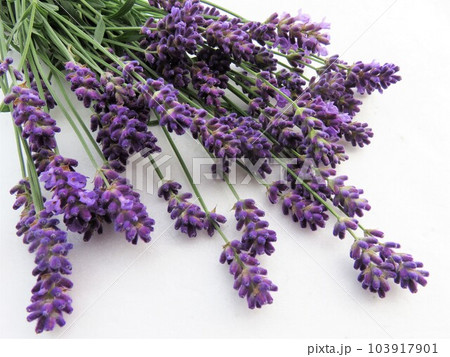 摘みたてラベンダー 摘みたてラベンダー 103917901