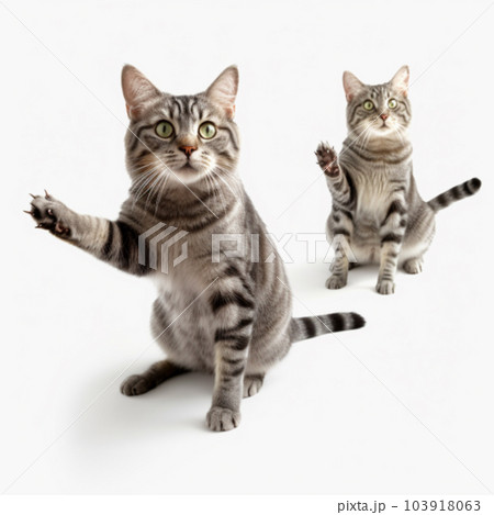 指さす猫 指さす猫 103918063