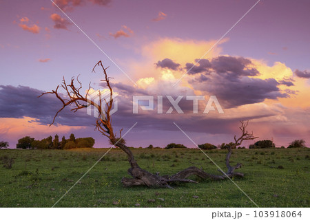 Stormy sky at sunset in the pampas field, La Pampa, Argentina. Stormy sky at sunset in the pampas field, La Pampa, Argentina. 103918064