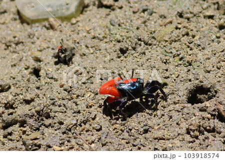 はさみの大きな赤・水色・黒のカニ シオマネキの写真素材 [103918574