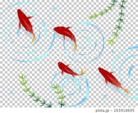 Dark red goldfish swimming in water Japanese background material 103918695