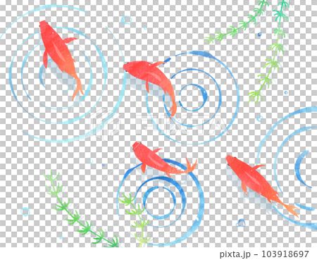Red goldfish swimming in water Japanese background material 103918697