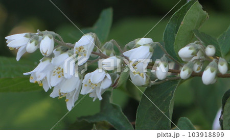 ウツギの花 ウツギの花 103918899