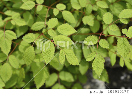 Chinese astilbe Chinese astilbe 103919177