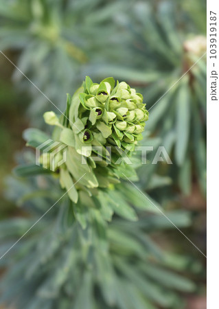 Spurge Black Pearl 103919187