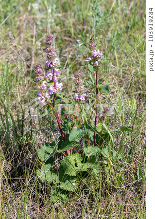 Sage-leaf mullein in the meadow in summer, Phlomoides tuberosa, vertical photo, selective focus. Sage-leaf mullein in the meadow in summer, Phlomoides tuberosa, vertical photo, selective focus. 103919284