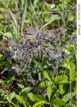 Nonea rossica plant in the meadow in summer, vertical photo, selective focus. 103919285