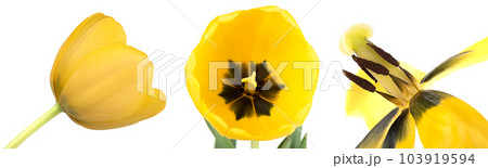 Blooming and faded yellow tulip buds on a white background. 103919594