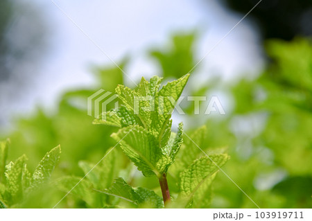 スペアミント 103919711