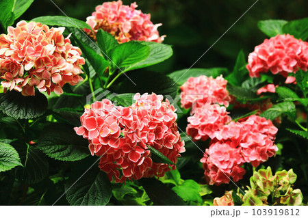 紫陽花 アジサイ あじさい 103919812
