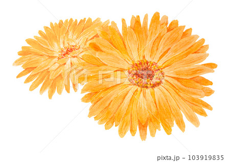 Boquet of orange calendula officinalis watercolor hand drawn illustrations. Botanical elements for labels, eco goods, textiles, natural herbal medicine, healthy tea, cosmetics and homeopatic remedies. Boquet of orange calendula officinalis watercolor hand drawn illustrations. Botanical elements for labels, eco goods, textiles, natural herbal medicine, healthy tea, cosmetics and homeopatic remedies. 103919835
