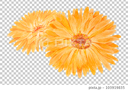 Boquet of orange calendula officinalis watercolor hand drawn illustrations. Botanical elements for labels, eco goods, textiles, natural herbal medicine, healthy tea, cosmetics and homeopatic remedies. Boquet of orange calendula officinalis watercolor hand drawn illustrations. Botanical elements for labels, eco goods, textiles, natural herbal medicine, healthy tea, cosmetics and homeopatic remedies. 103919835