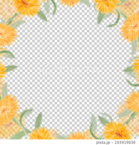 Frame of orange calendula officinalis. Watercolor hand drawn illustration. Botanical painting for labels, eco goods, textiles, natural herbal medicine, healthy tea, cosmetics and homeopatic remedies. Frame of orange calendula officinalis. Watercolor hand drawn illustration. Botanical painting for labels, eco goods, textiles, natural herbal medicine, healthy tea, cosmetics and homeopatic remedies. 103919836