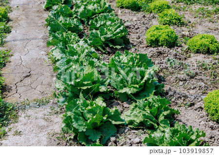 Home gardening of lettuce promotes healthier lifestyle by encouraging individuals to consume more fresh organic vegetables. 103919857