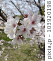 桜の花　春の景色 103920198