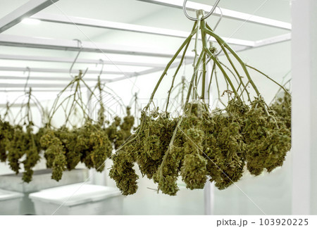 Weed Plants Hang Upside Down to Dry at science lab for oil seeding for making alternative medicine from marijuana Weed Plants Hang Upside Down to Dry at science lab for oil seeding for making alternative medicine from marijuana 103920225