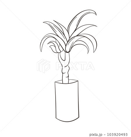 Dracena doodle illustration. Vector illustration. Linear vector dracena icon. Isolated outline picture of the houseplant on white background. Dracena doodle illustration. Vector illustration. Linear vector dracena icon. Isolated outline picture of the houseplant on white background. 103920493