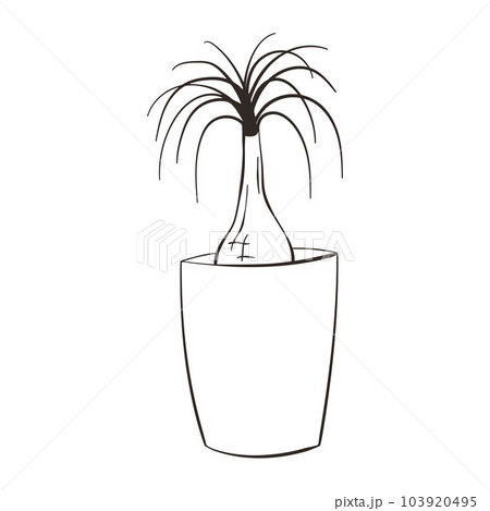 Beaucarnea recurvata line art icon. Beautiful house plant in pot. Houseplant care concept. Nolina palm tree silhouette. Isolated vector illustration. Beaucarnea recurvata line art icon. Beautiful house plant in pot. Houseplant care concept. Nolina palm tree silhouette. Isolated vector illustration. 103920495