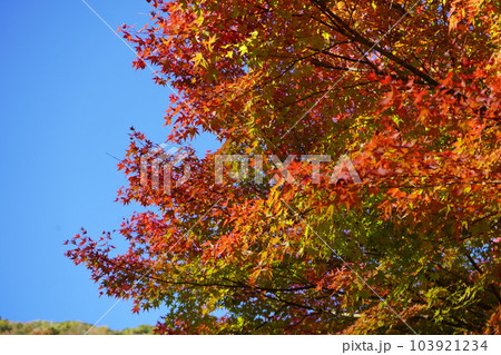 紅葉と黄葉 紅葉と黄葉 103921234