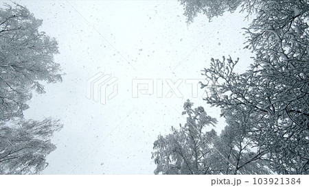 Falling snow from above. Snowfall. Snow falls in flakes vertically from above against sky, snow-covered treetops on winter day. Lot of snow falls from above. Winter seasonal background. Snowy backdrop Falling snow from above. Snowfall. Snow falls in flakes vertically from above against sky, snow-covered treetops on winter day. Lot of snow falls from above. Winter seasonal background. Snowy backdrop 103921384